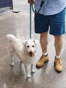 还能提高其仆人的幸